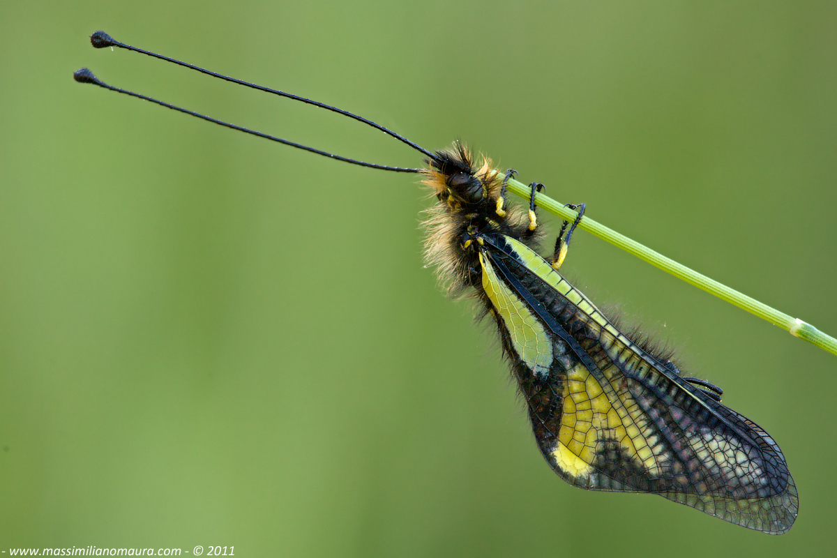 Libelloides