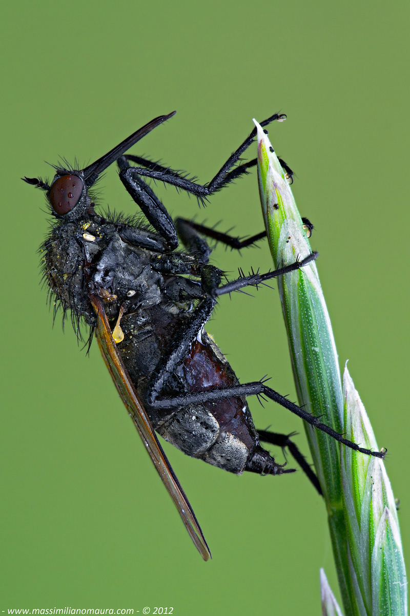 Dittero