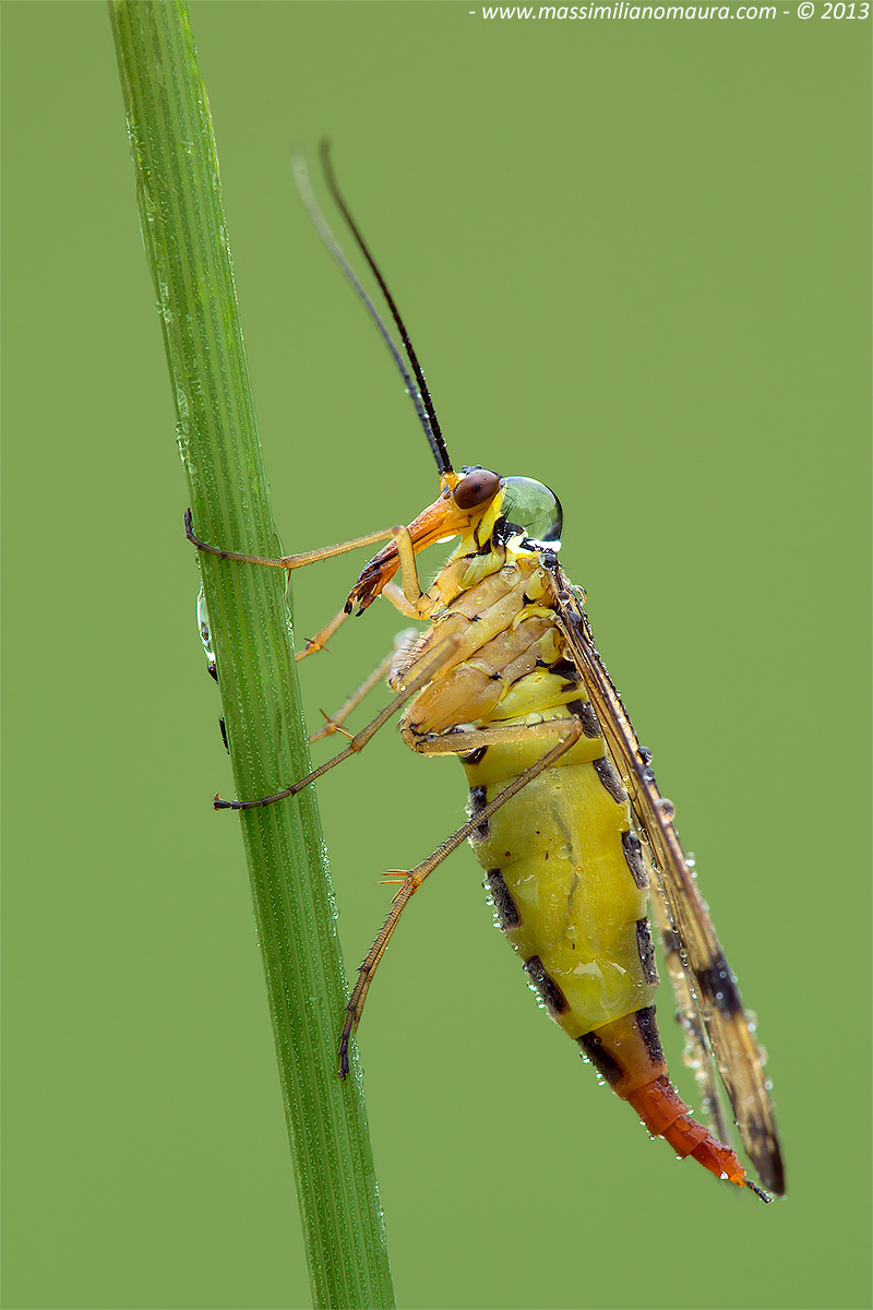 Panorpa Communis (Femmina)