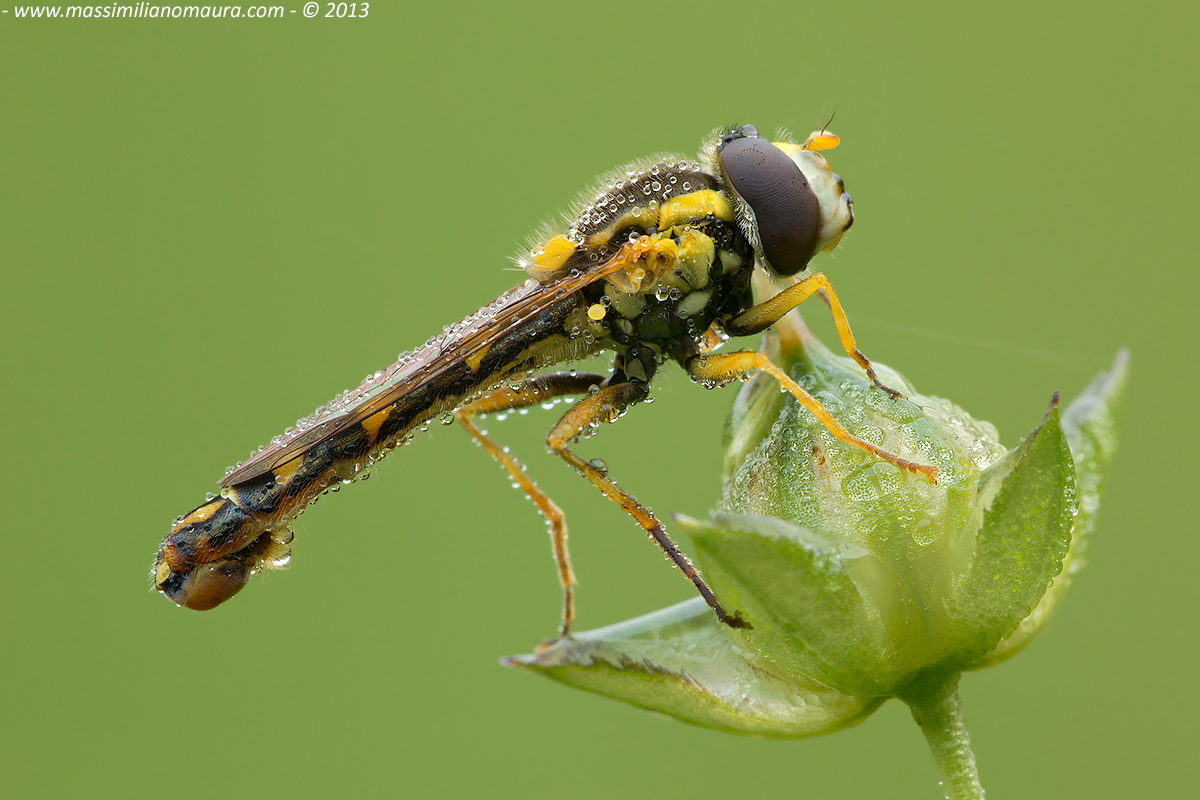 Syrphidae