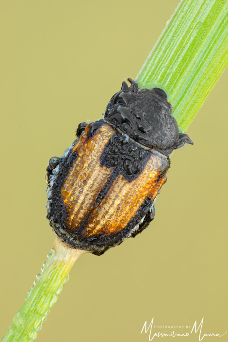 Anisoplia Austriaca