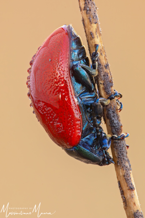 Crisomela Del Pioppo