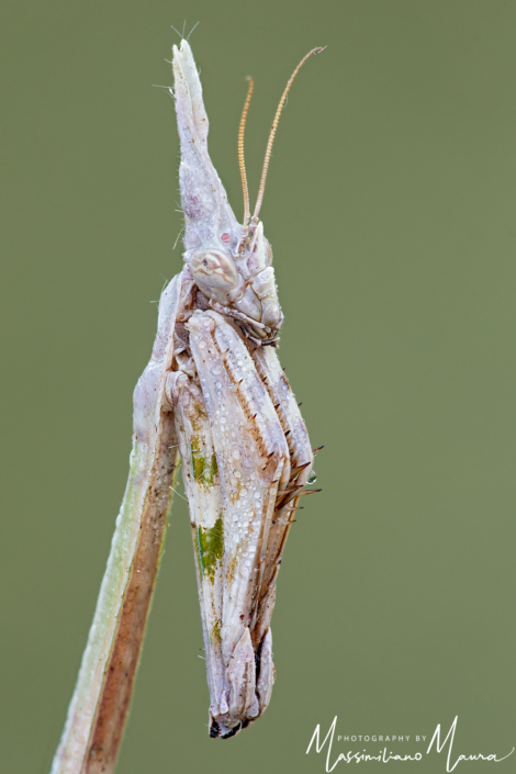 Empusa Pennata