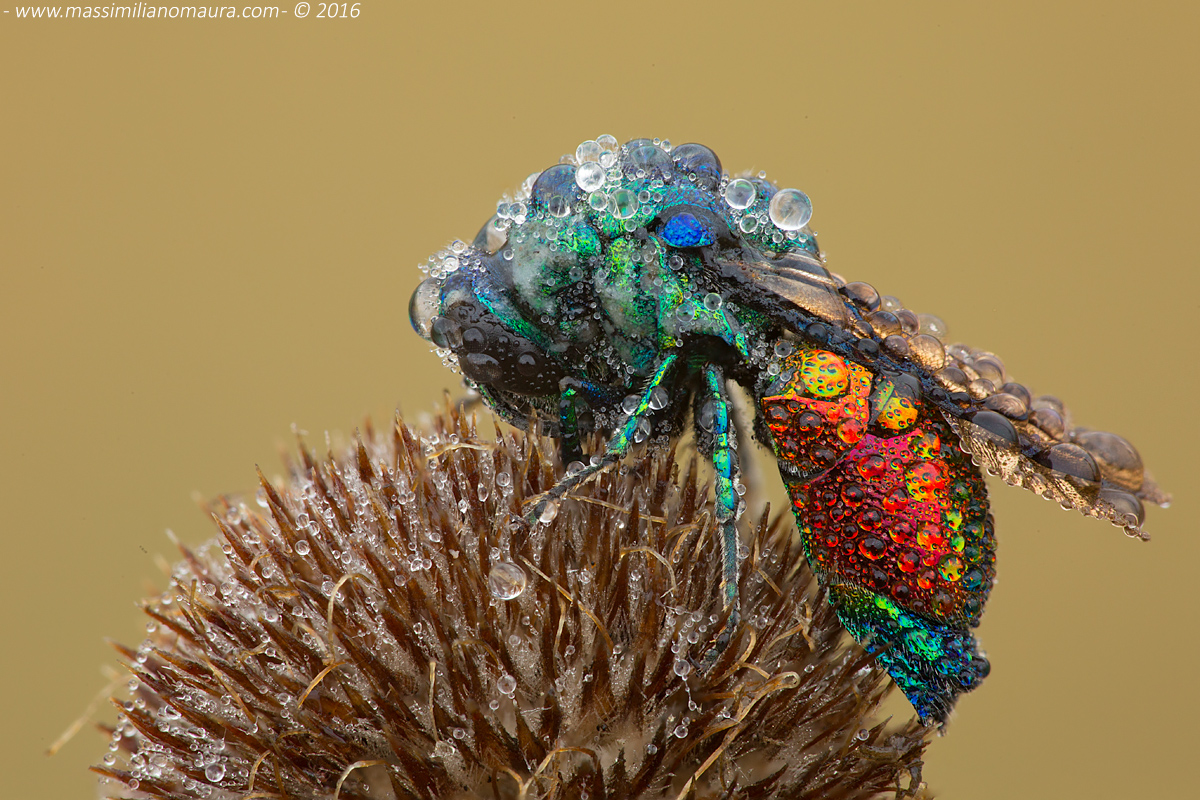 Chrysis Ignita