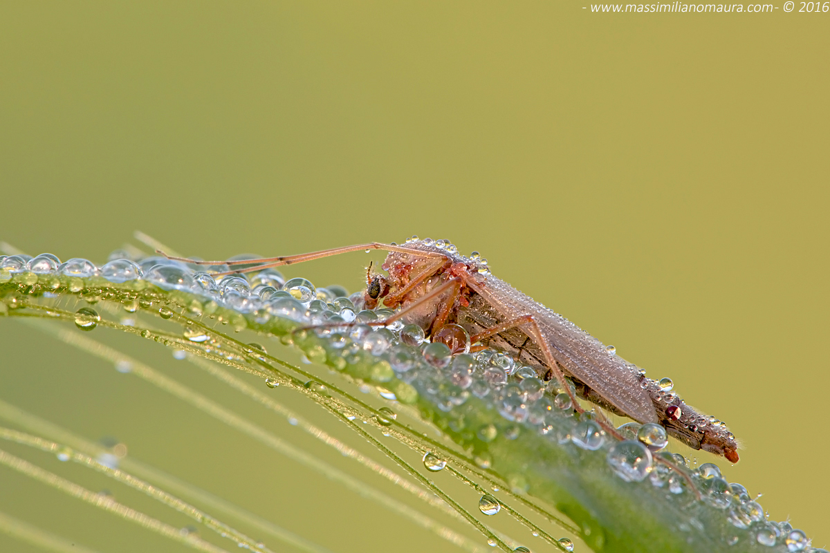 Culex Pipiens