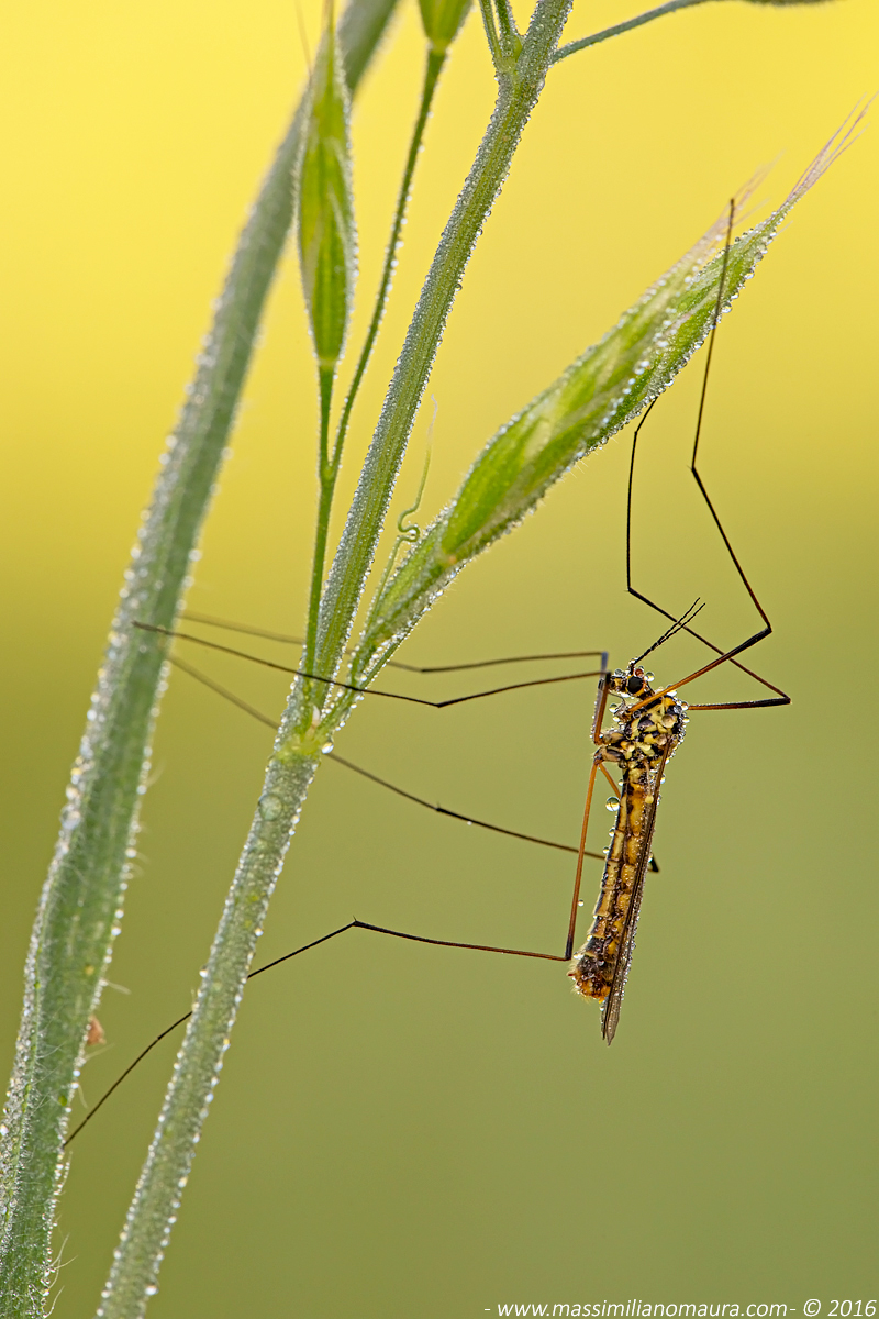 Tipula