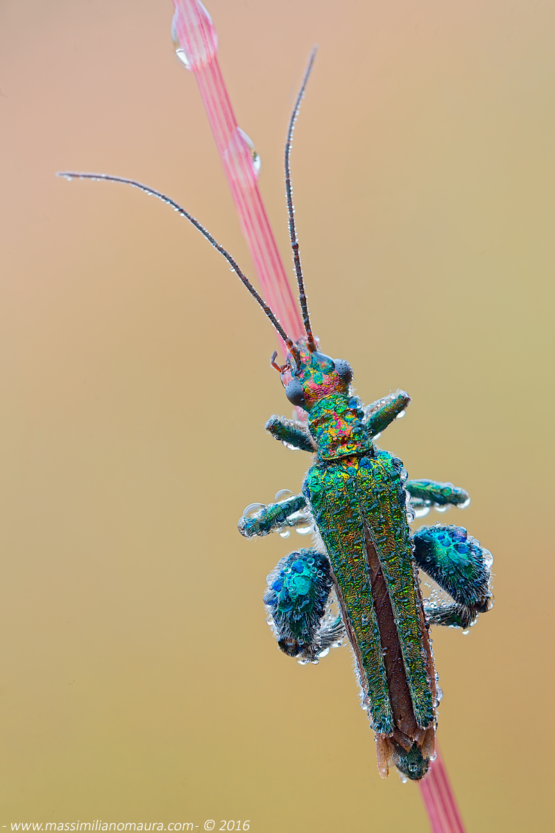 Oedemera Nobilis