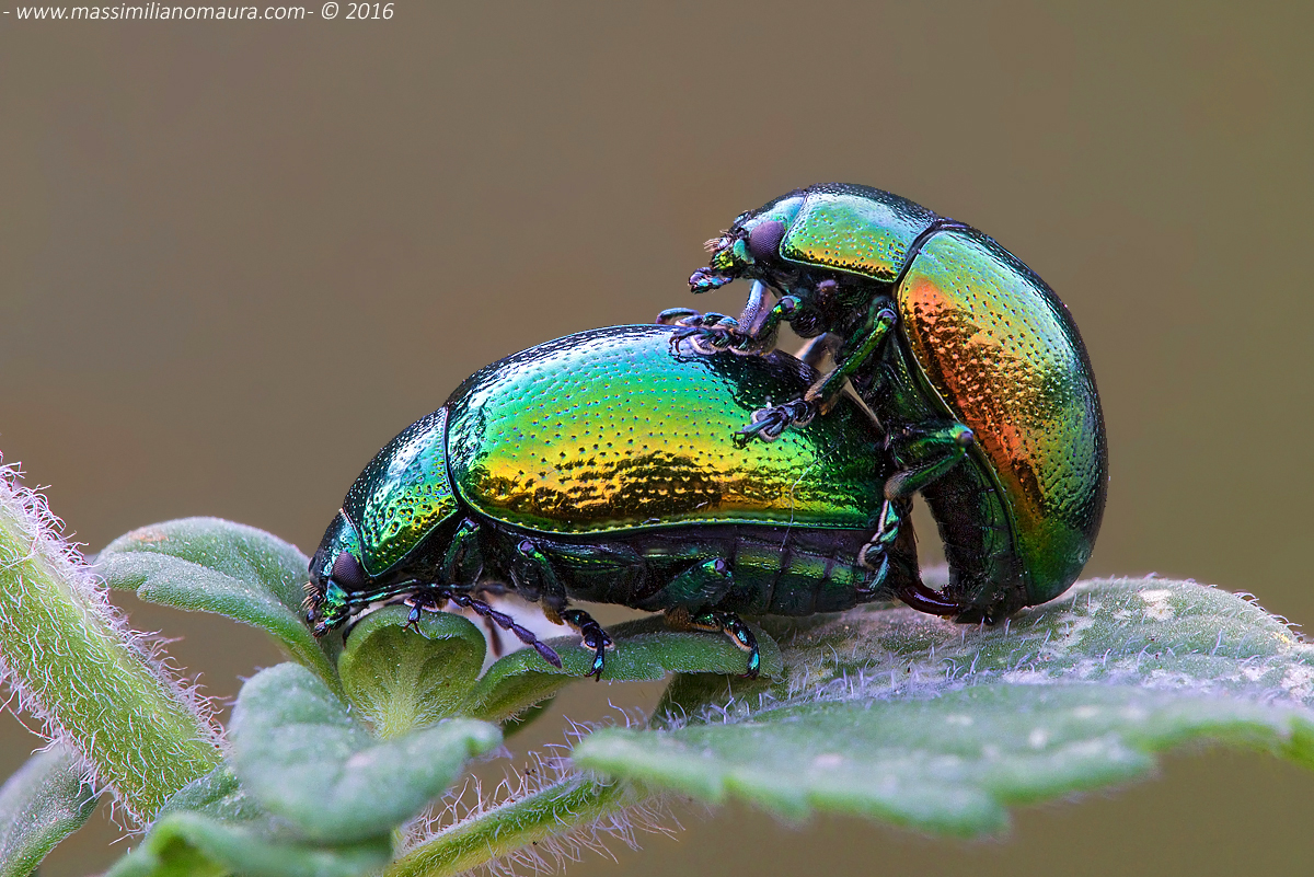 Cetonia Dorata