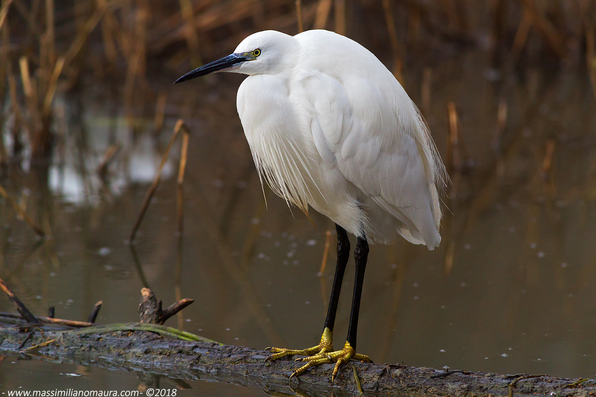Egretta Garzetta