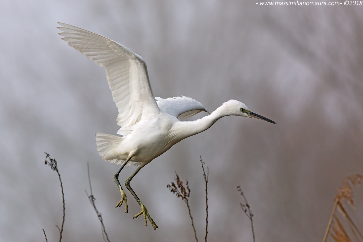 Egretta Garzetta