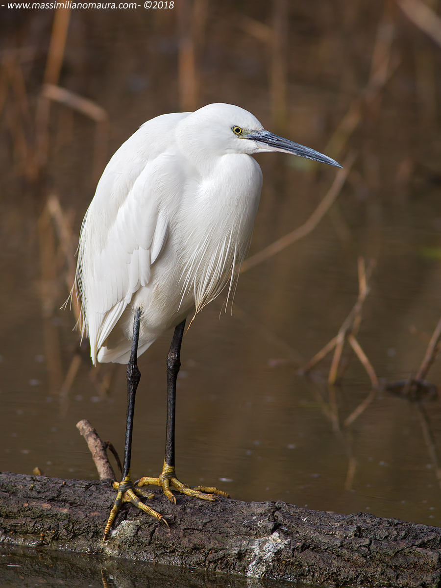 Egretta Garzetta