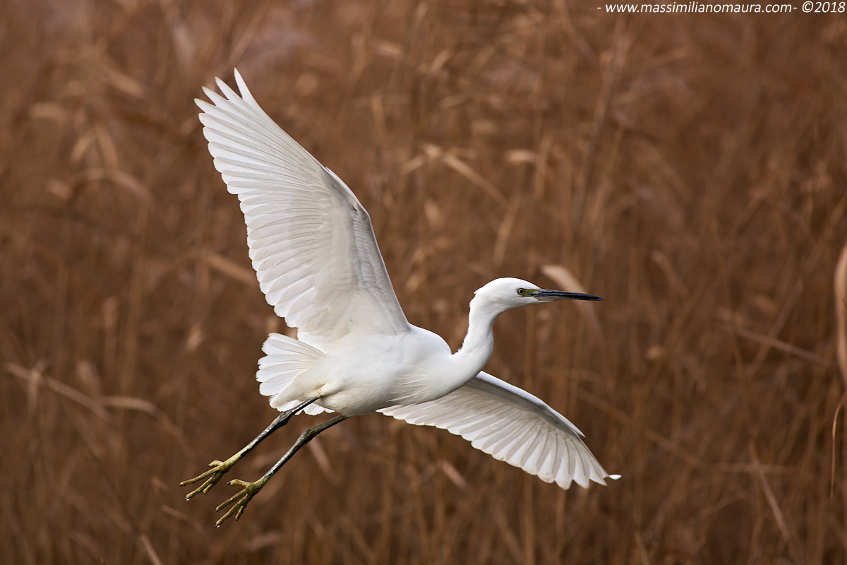 Egretta Garzetta