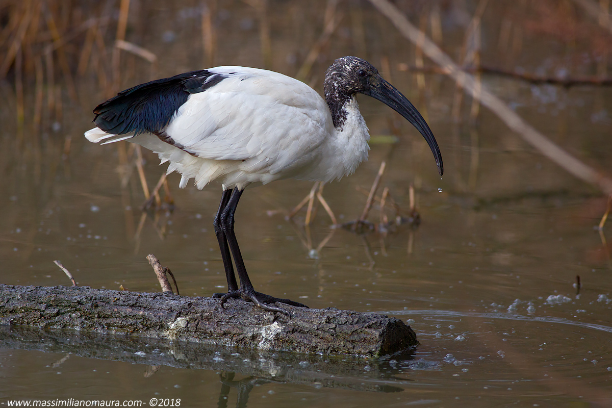 Ibis Sacro