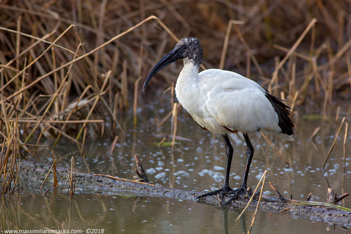 Ibis Sacro
