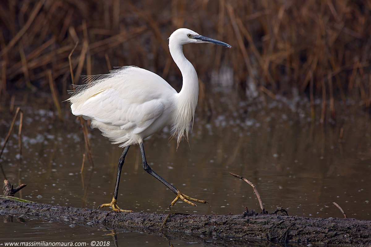 Egretta Garzetta