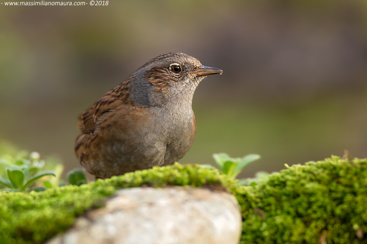 Passera Scopaiola
