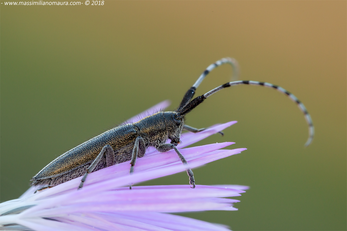 Cerambice (Agapanti Maculicornis)