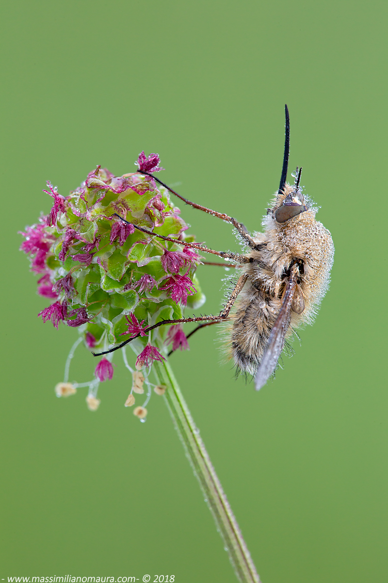 Bombylius Major