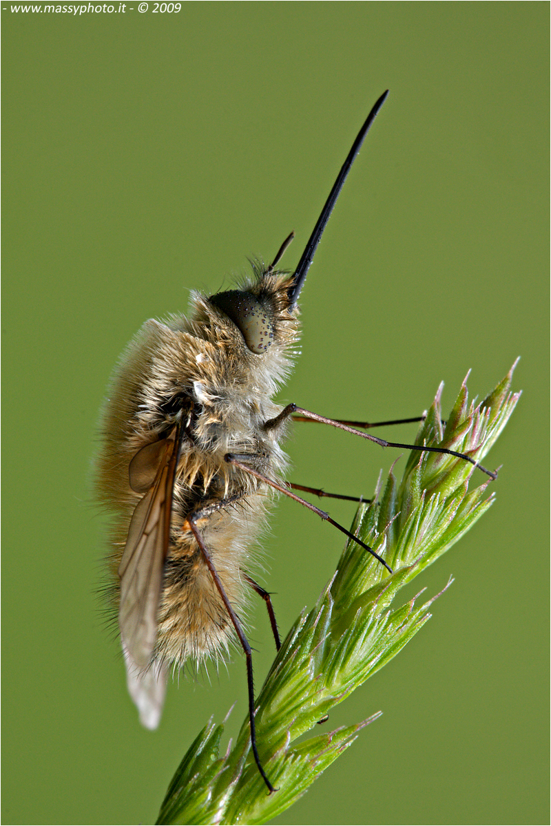 Bombylius Major