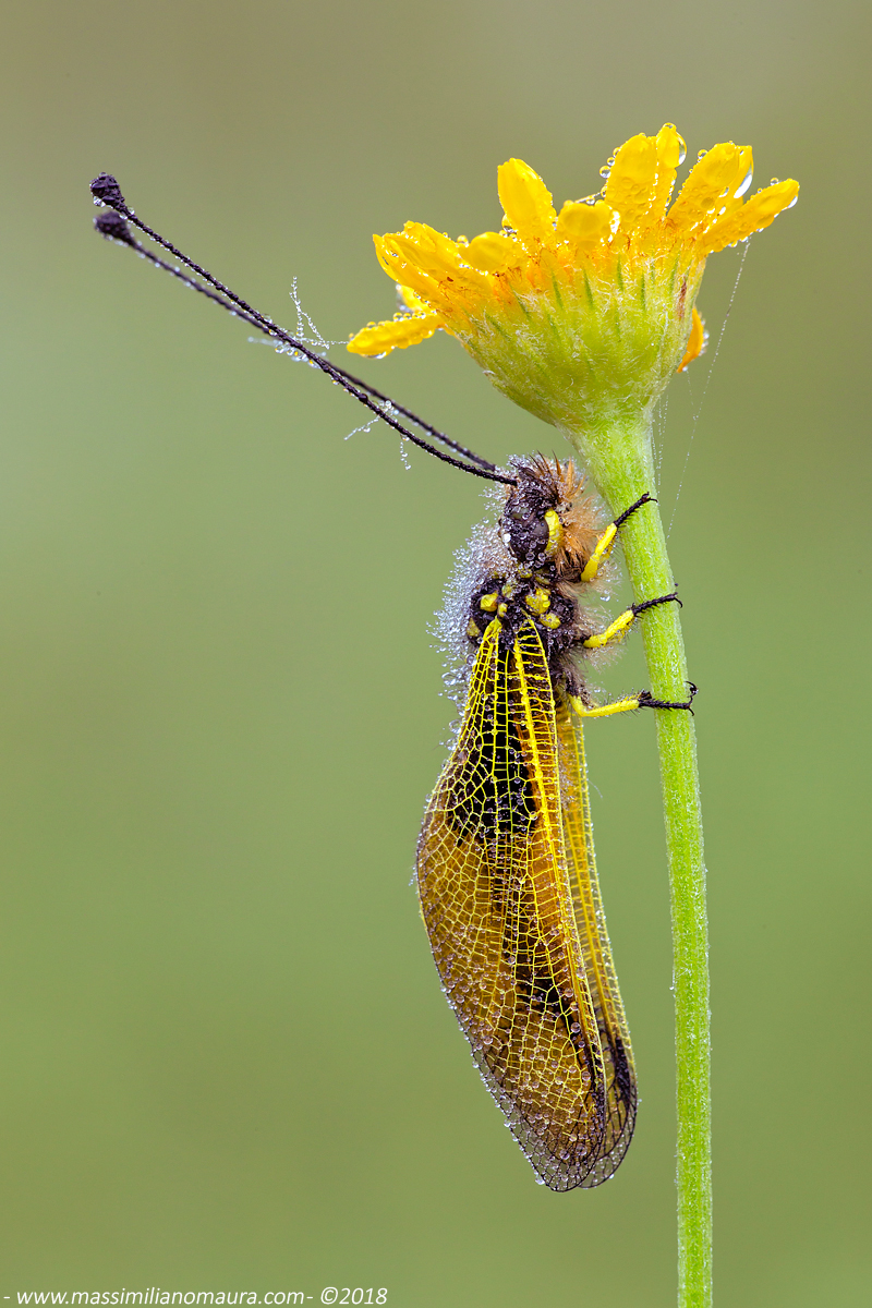 Libelloides