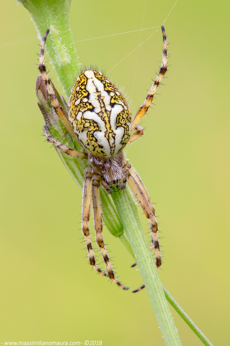 Aculepeira Ceropegia