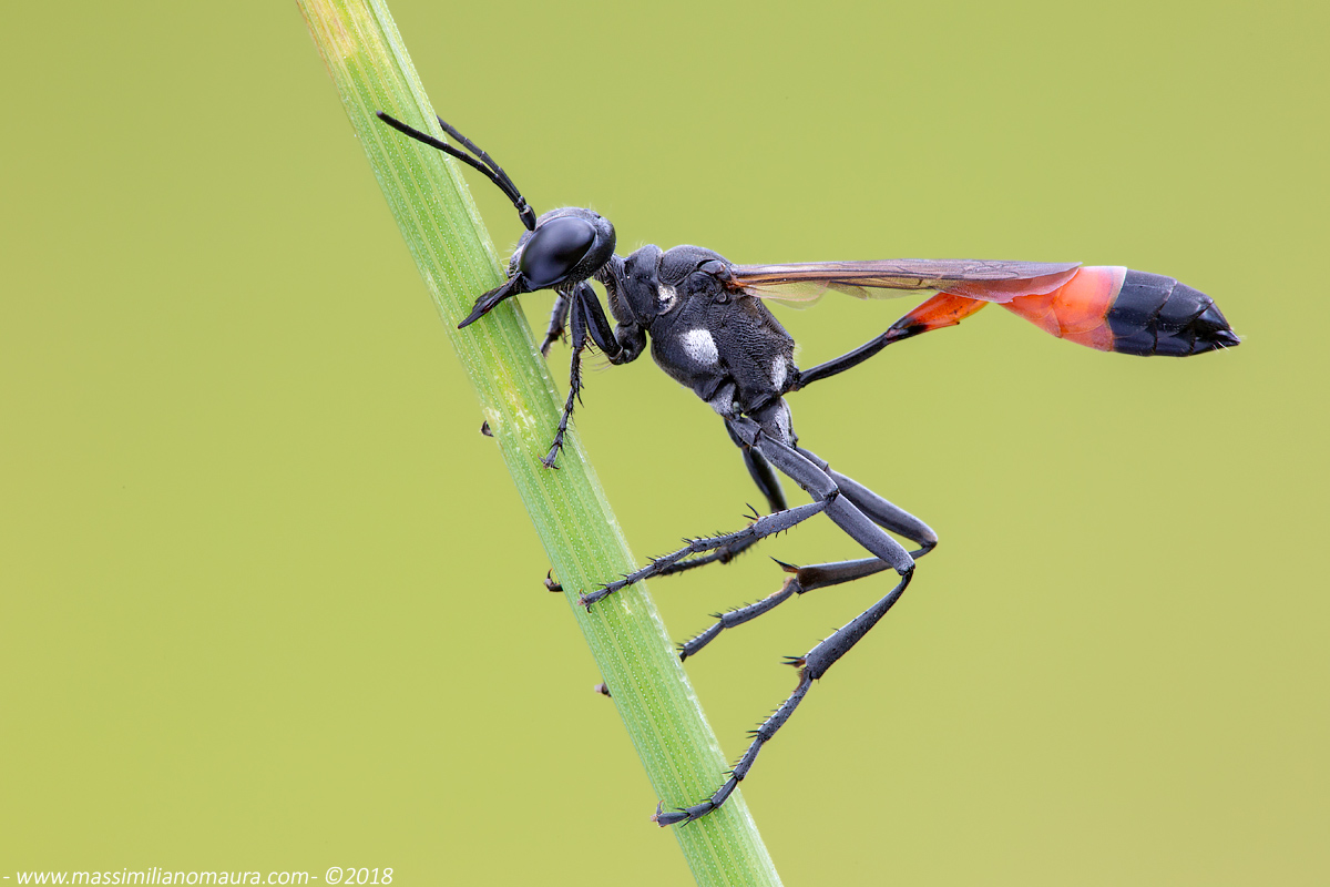 Ammophila Heydeni