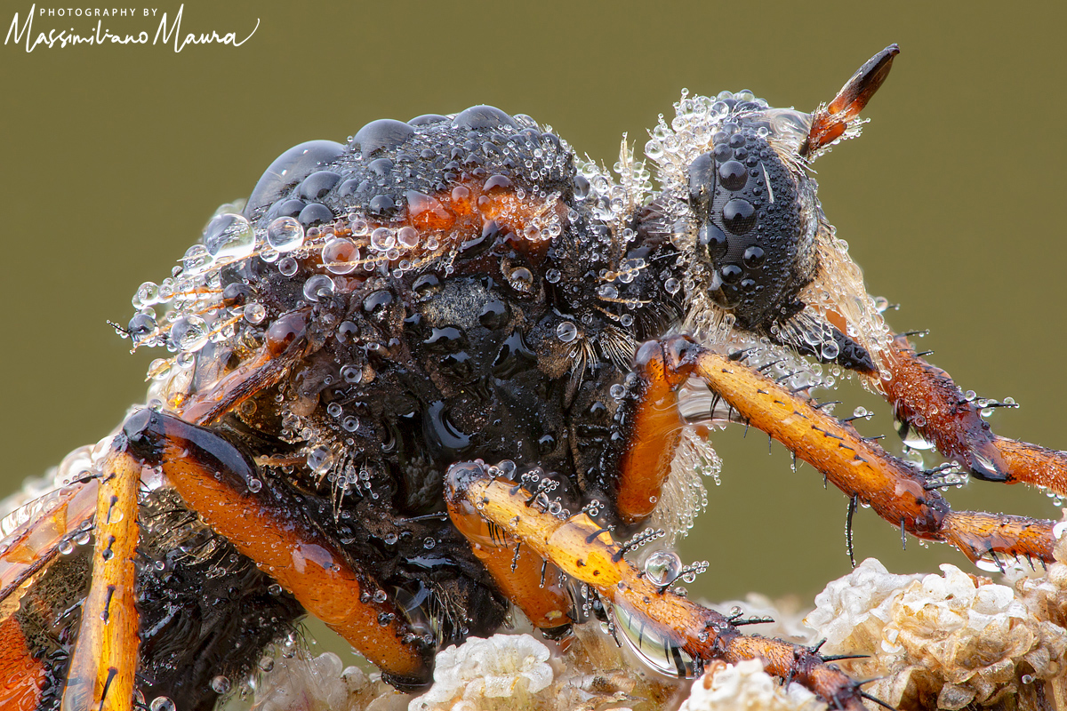 Dasypogon Diadema