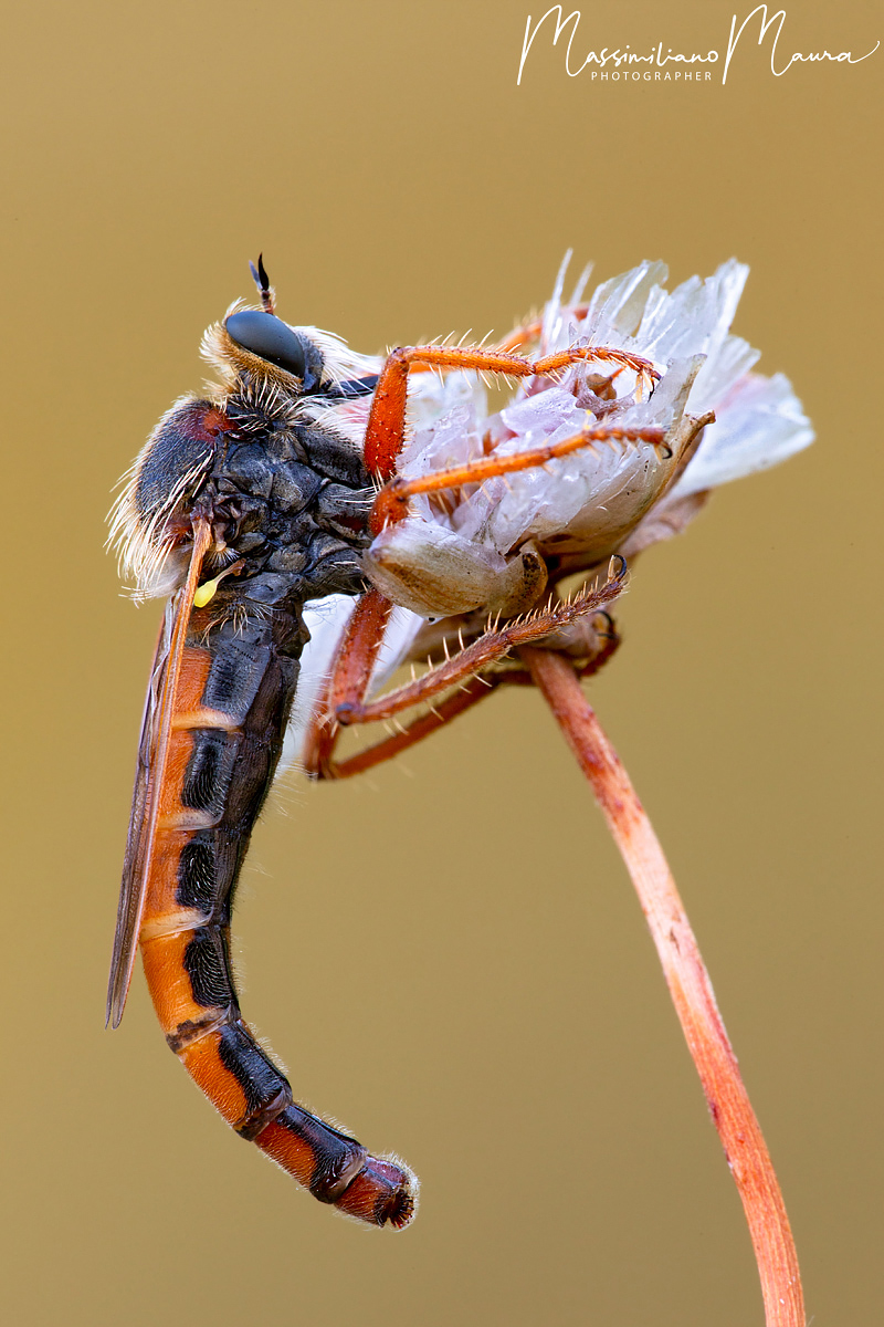 Dasypogon Diadema