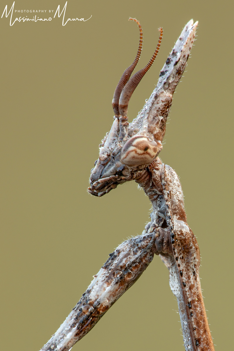 Empusa Pennata