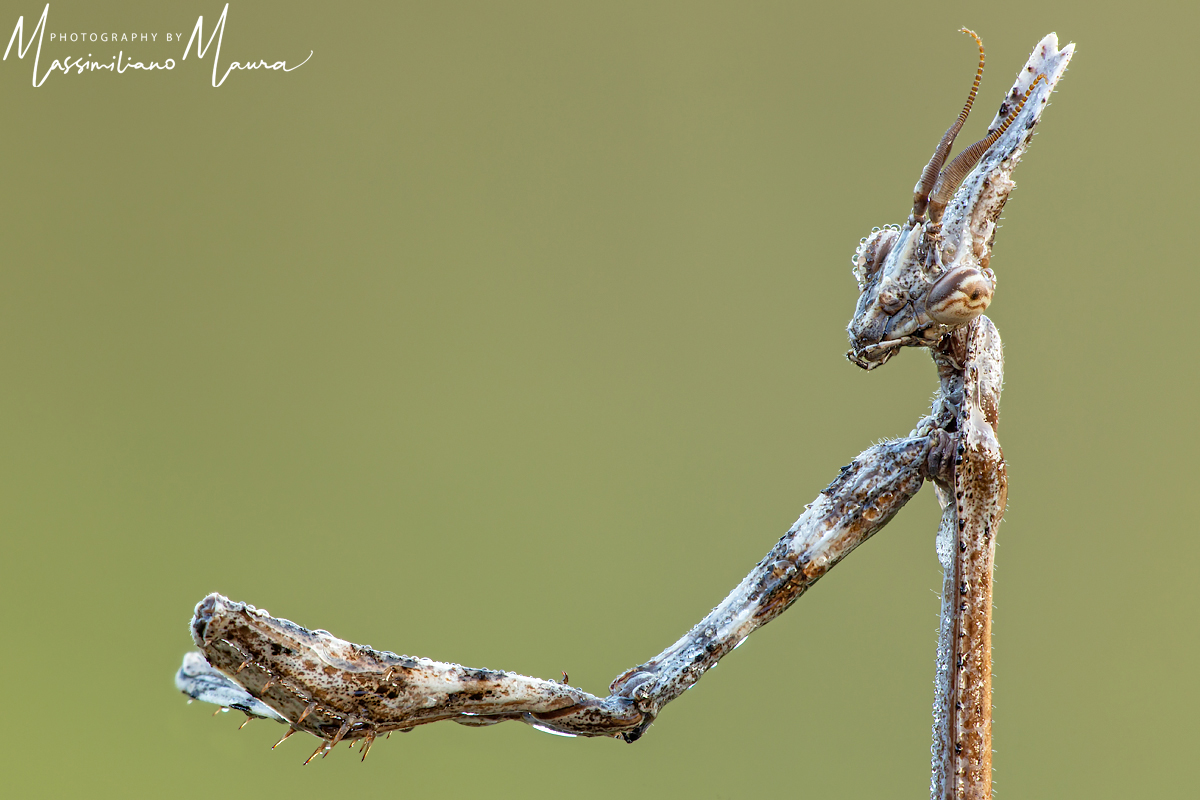 Empusa Pennata