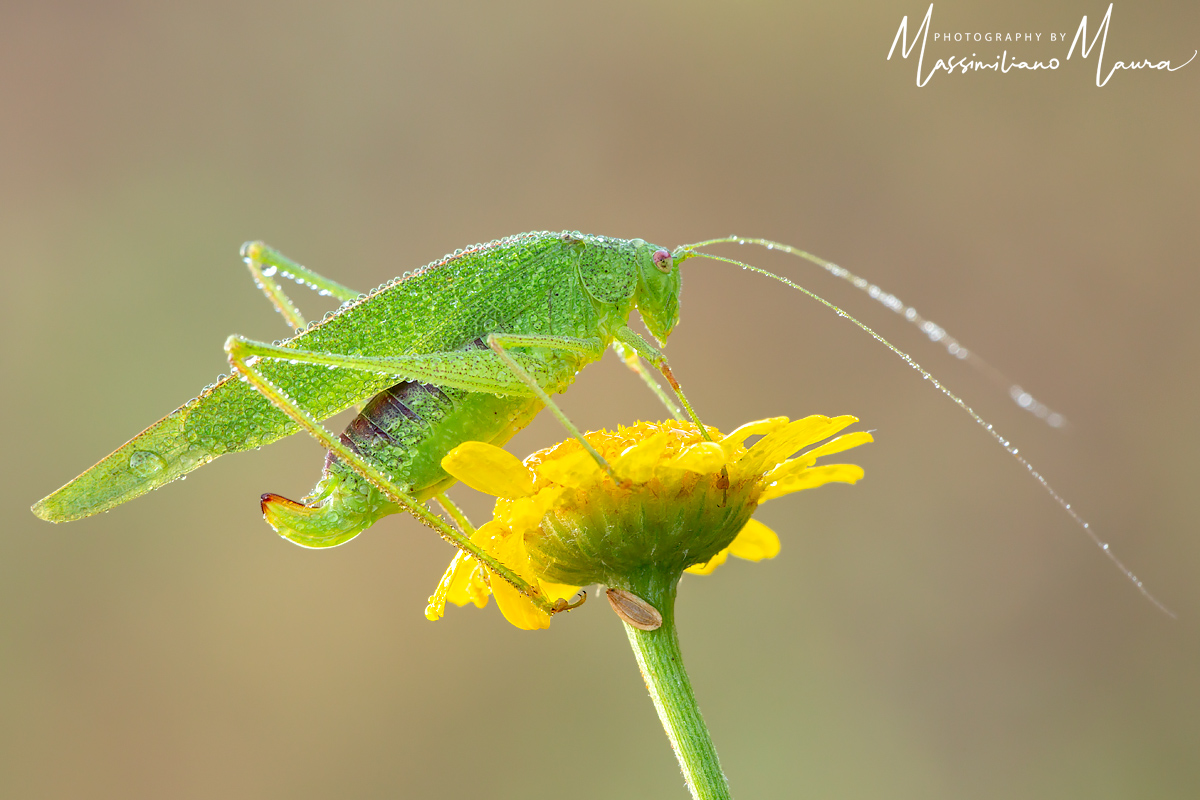Tettigonia Viridissima
