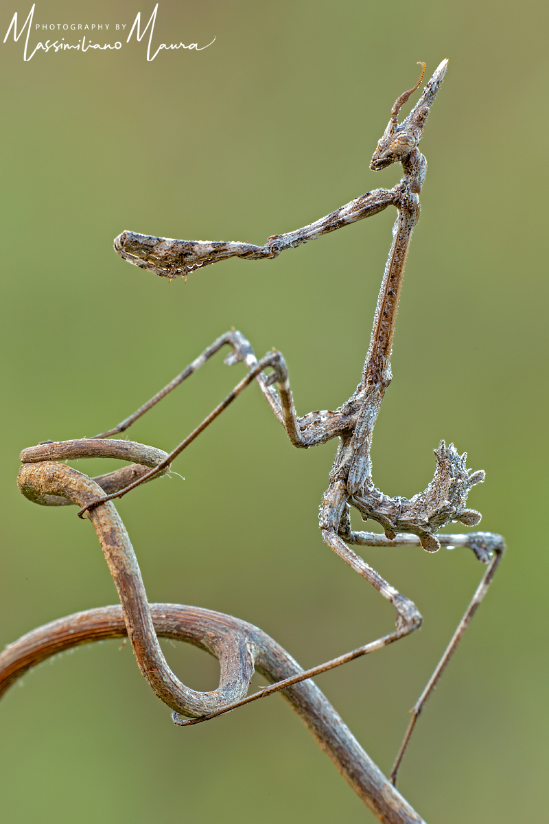 Empusa Pennata