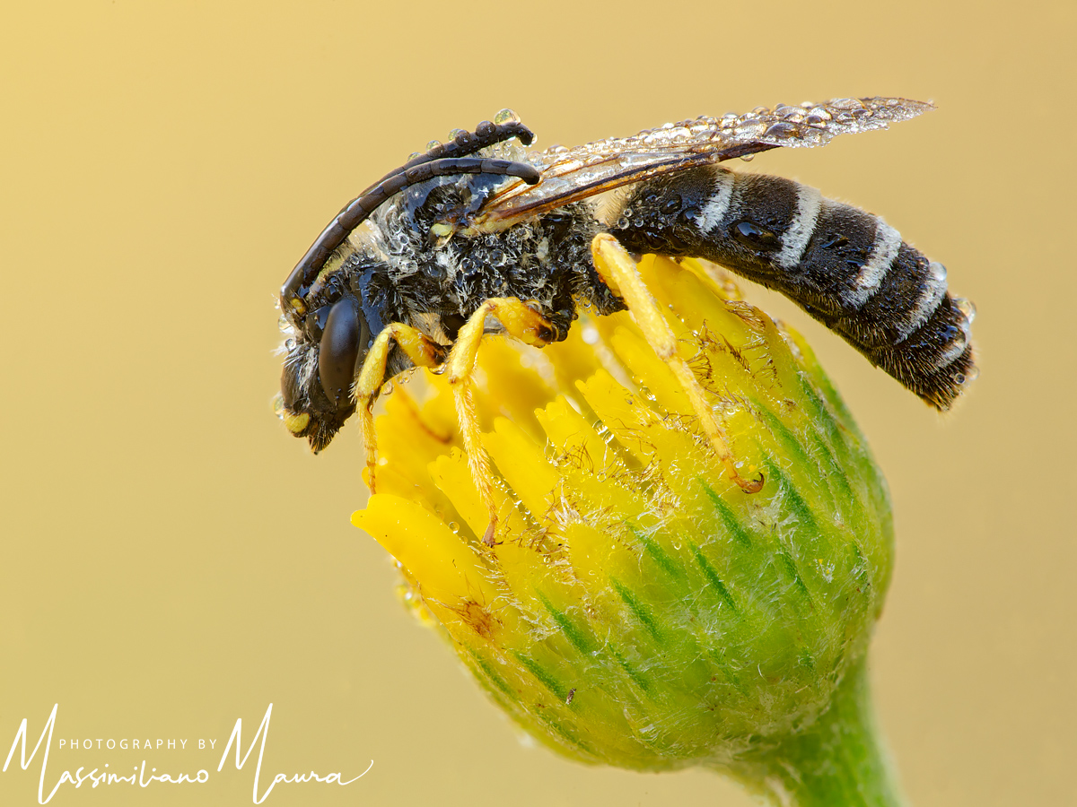Halictus Scabiosae