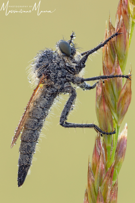 Asilide