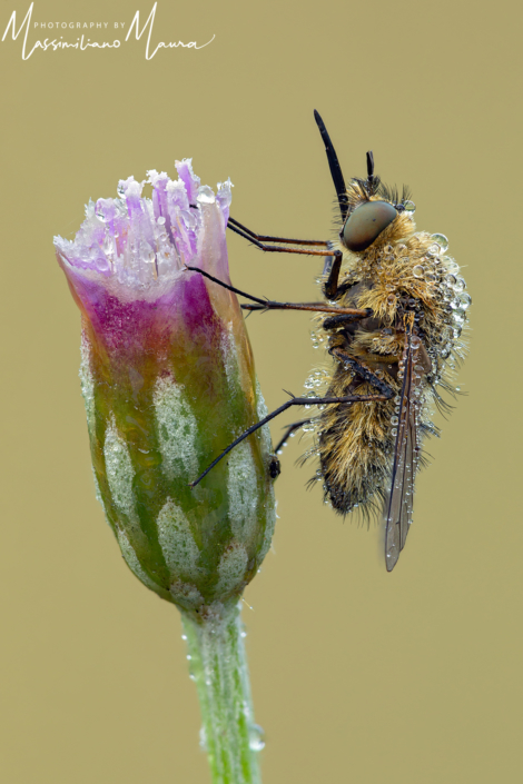 Bombylius Major