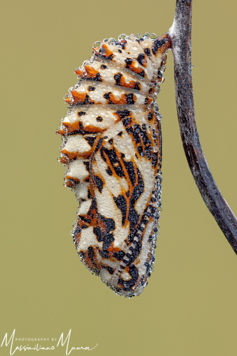 Crisalide di Melitaea