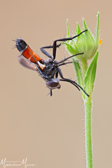 Cylindromyia Bbrassicaria