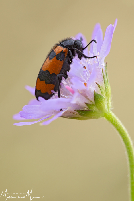 Mylabris Variabilis