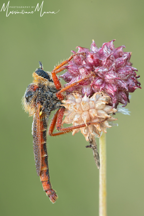 Dosypogon DIadema