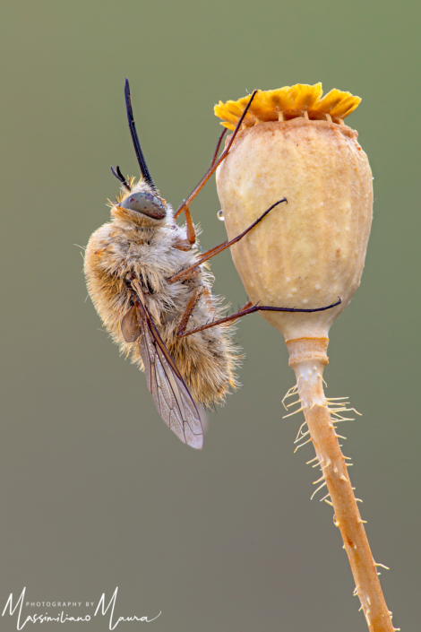 Bombylius Major