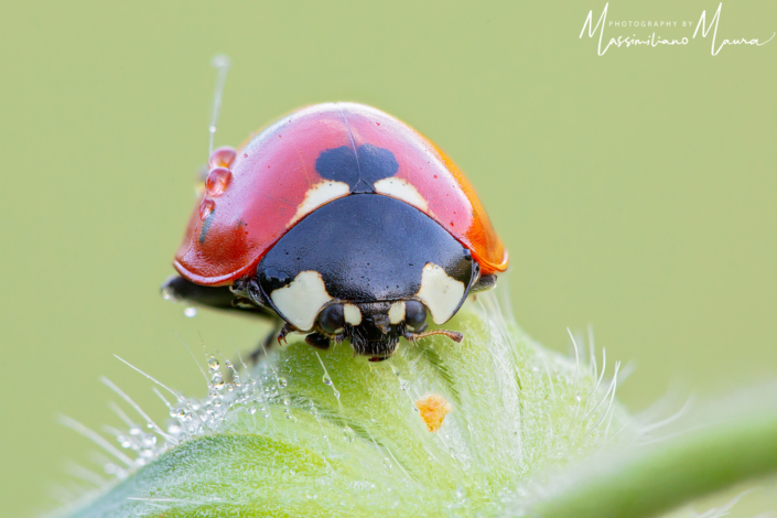 Coccinella