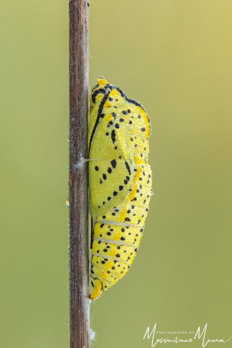 Crisalide di Pieris Brassicae