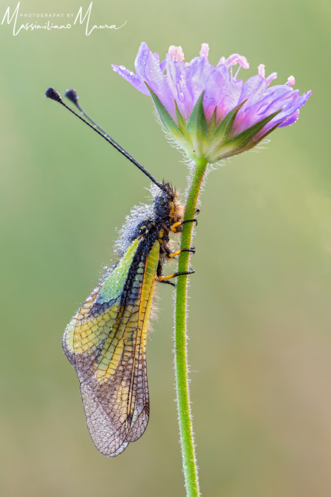 Libelloides