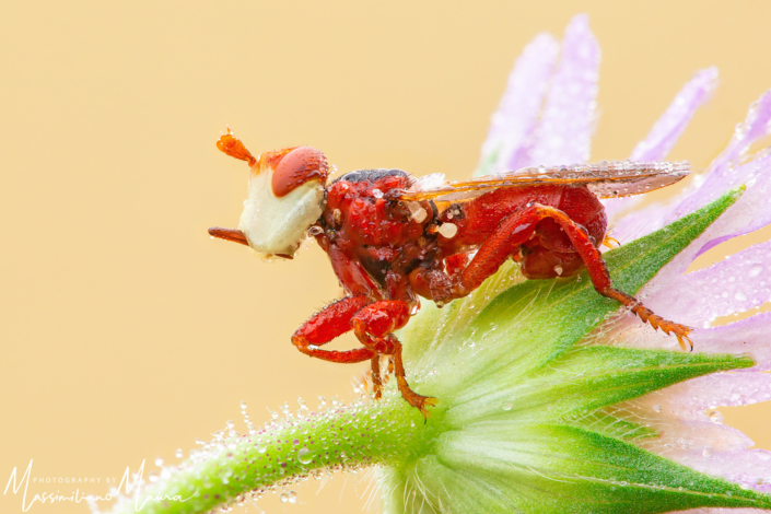 Sicus Ferrugineus
