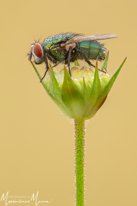 Lucilia Sericata