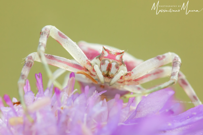Thomisus Onustus