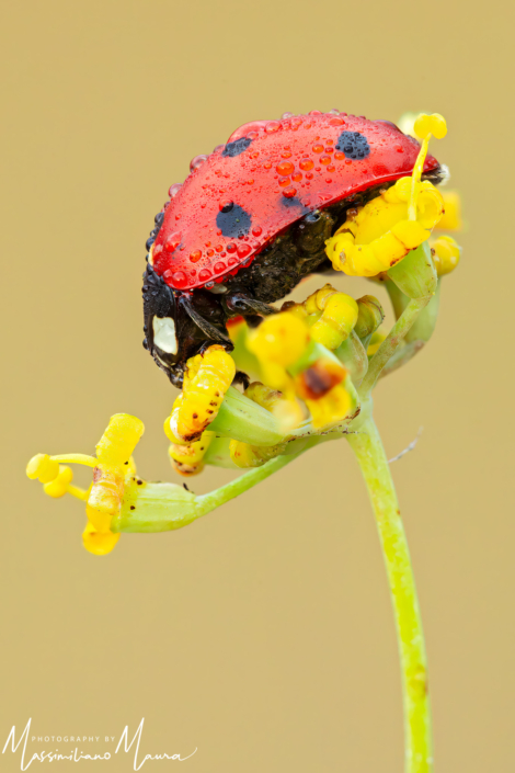 Coccinella