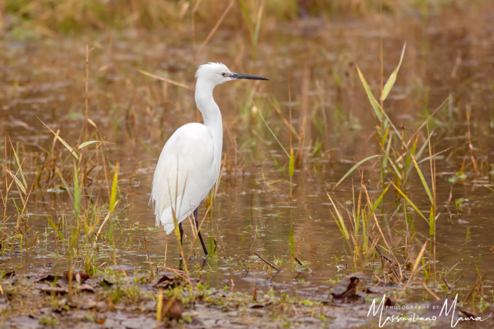 Egretta Garzetta