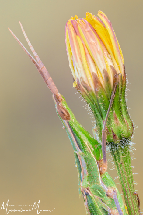 Acrida Ungarica