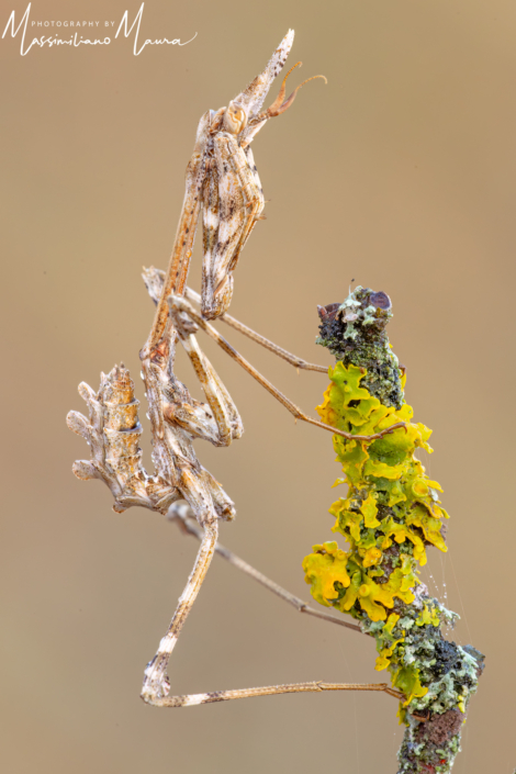 Empusa Pennata
